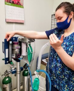 Veterinarian adjusts the anesthesia machine