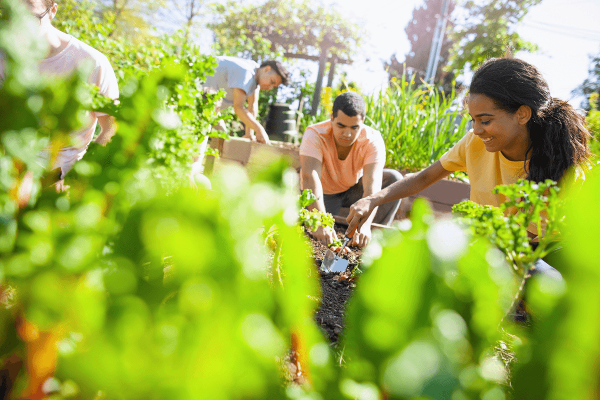 Diverse group of people develop social capital by working together in a garden.